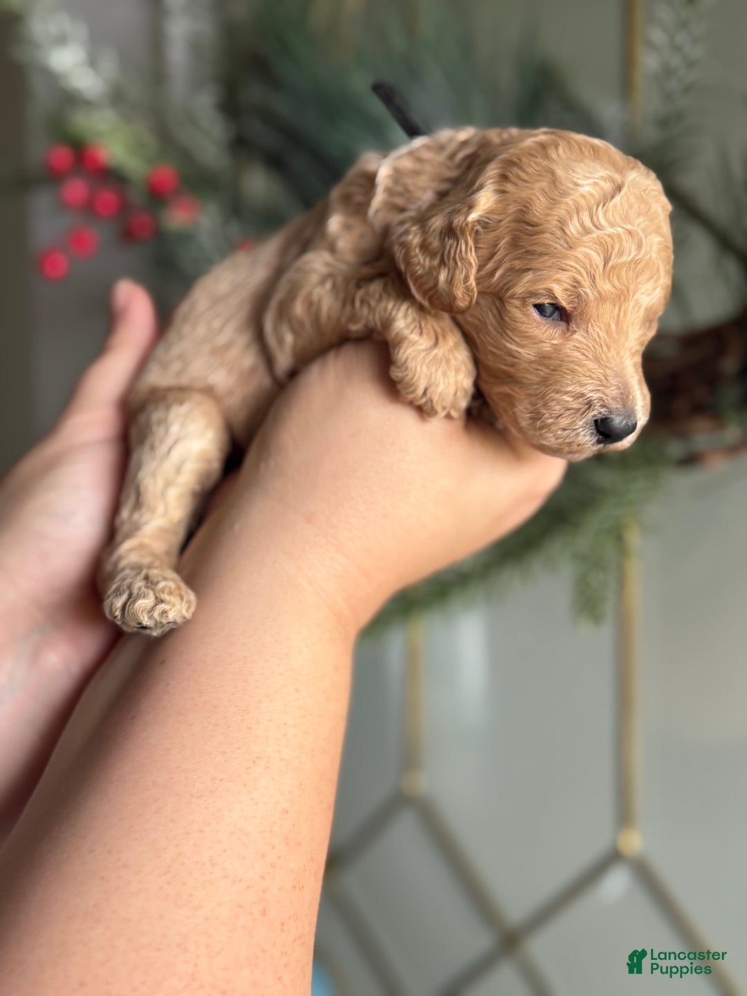 Standard Poodle dogs for sale: Standard Poodle Puppy 3 "Logan" - Ad 4