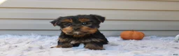 Yorkshire Terrier dogs for sale: Rocco - Ad 6
