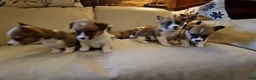 Mixed Breed dogs for sale: Leoni - Ad 5