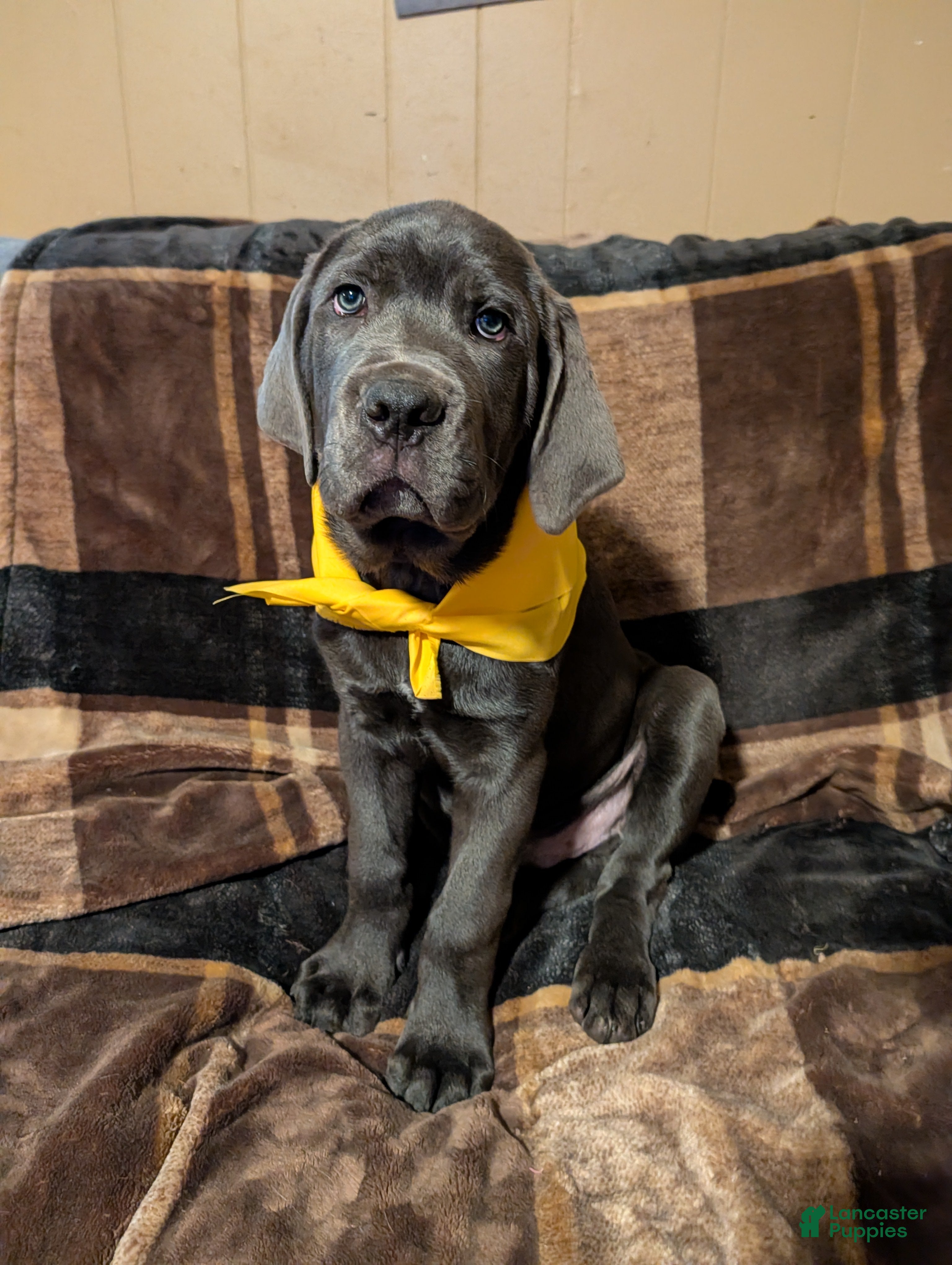 Cane Corso dogs Yellow aka Mellow Yellow - Ad 2