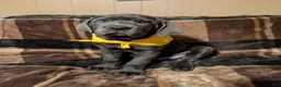 Cane Corso dogs for sale: Yellow aka Mellow Yellow - Ad 2