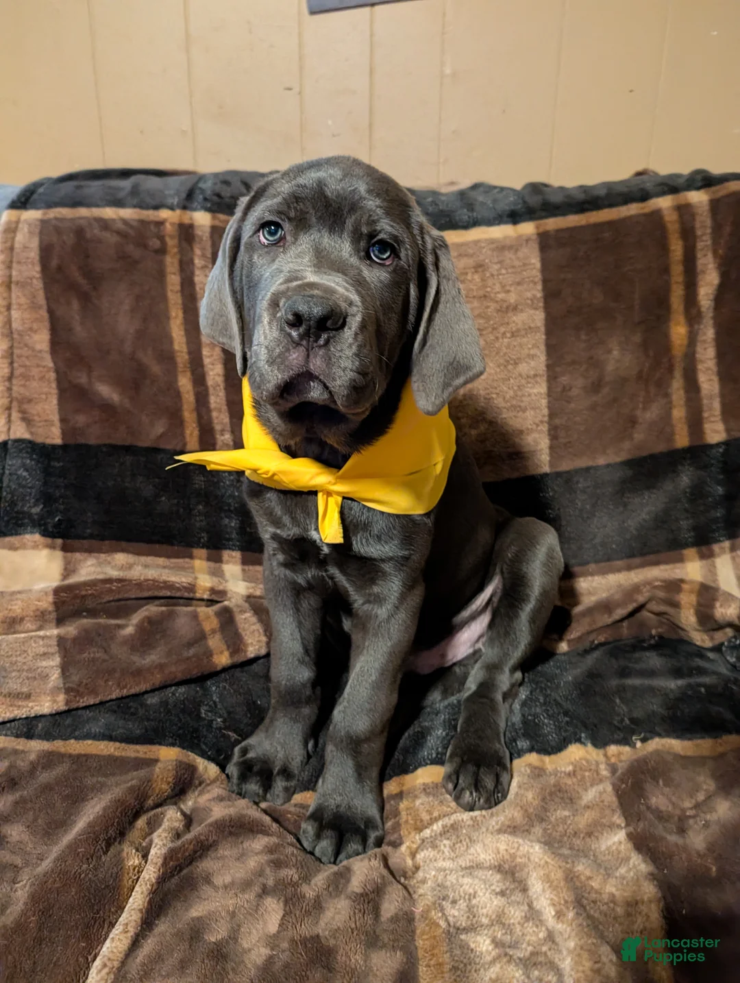 Cane Corso dogs for sale: Yellow aka Mellow Yellow - Ad 2