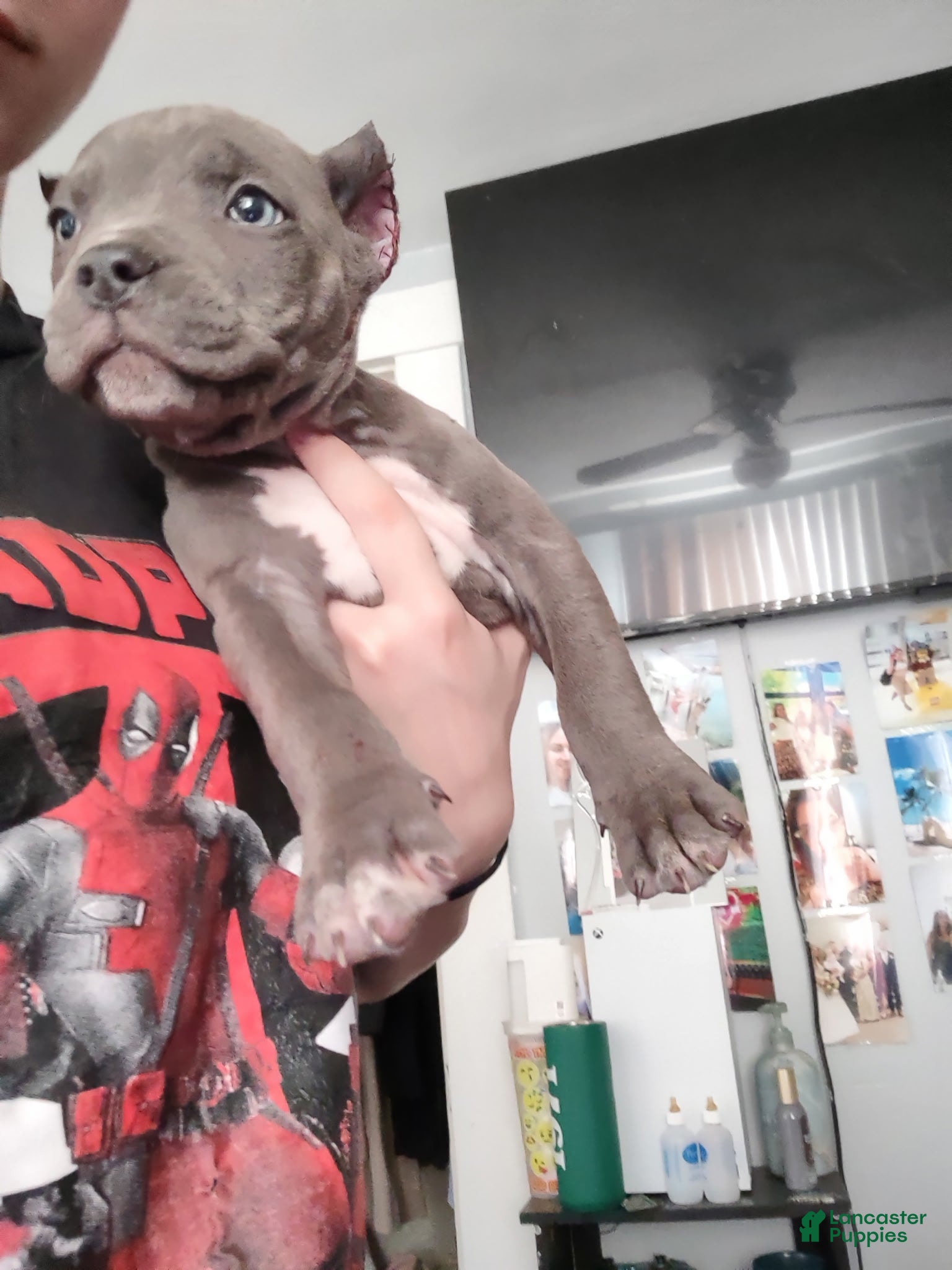 American Bully dogs for sale: Tyson - Ad 4