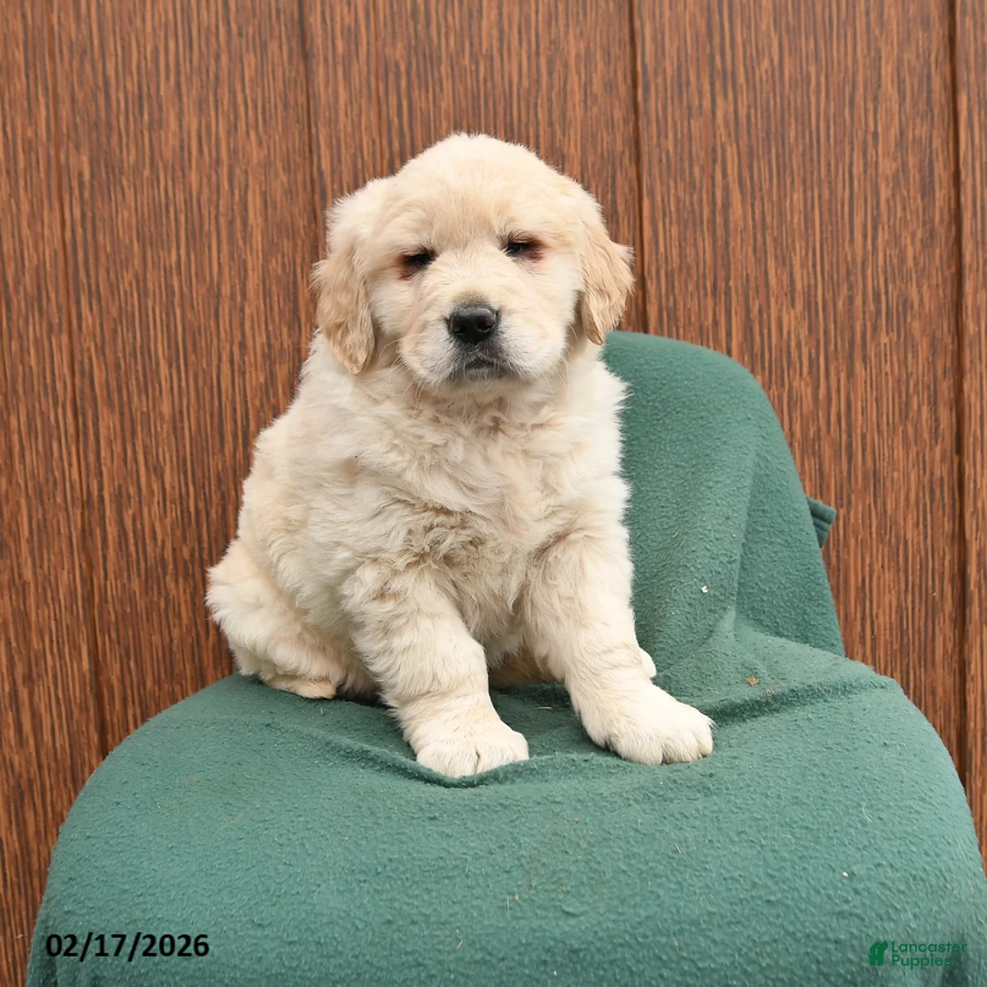 Golden Retriever dogs for sale: Babe - Ad 1