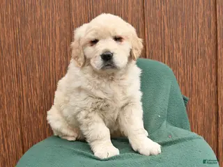 Golden Retriever dogs for sale: Babe - Ad 3