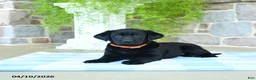 Labrador Retriever dogs for sale: Peaches - Ad 3