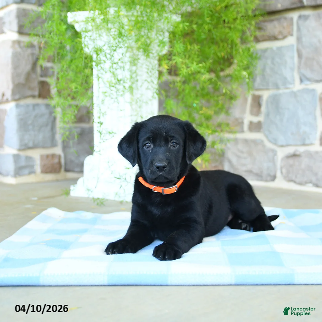 Labrador Retriever dogs for sale: Peaches - Ad 3