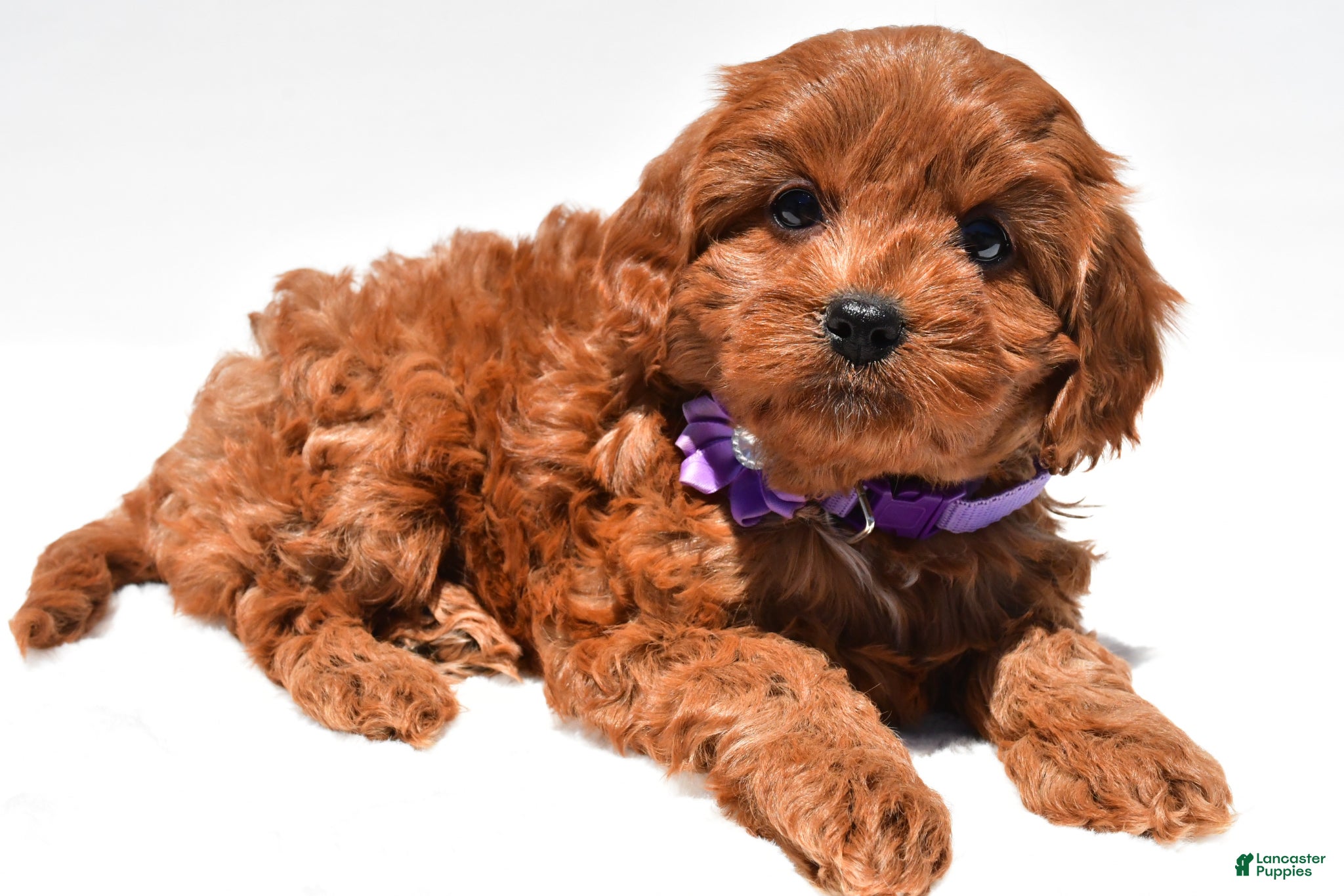 Cavapoo dogs for sale: Sally f1b - Ad 6