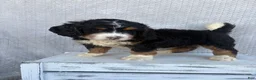Mini Bernedoodle dogs for sale: Sawyer - Ad 3