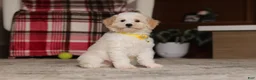 Miniature Poodle dogs for sale: Maisie (AKC) - Ad 4