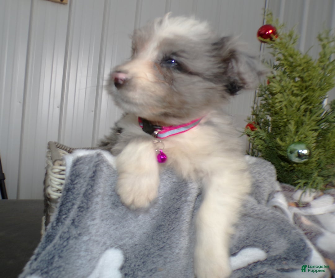 Mini Aussiedoodle dogs for sale: Mini Aussie-doodle Puppy 1 Blue Ivy - Ad 2