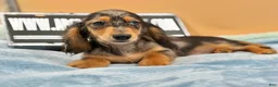 Miniature Dachshund dogs for sale: AKC GCH Frapp Russian blue eye - Ad 2