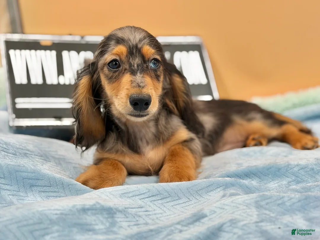Miniature Dachshund dogs for sale: AKC GCH Frapp Russian blue eye - Ad 2