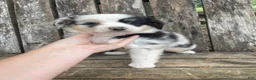 Miniature Australian Shepherd dogs for sale: Miniature Australian Shepherd 1 - Ad 3