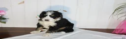 Bernedoodle dogs for sale: Cupid's Arrow - Ad 3