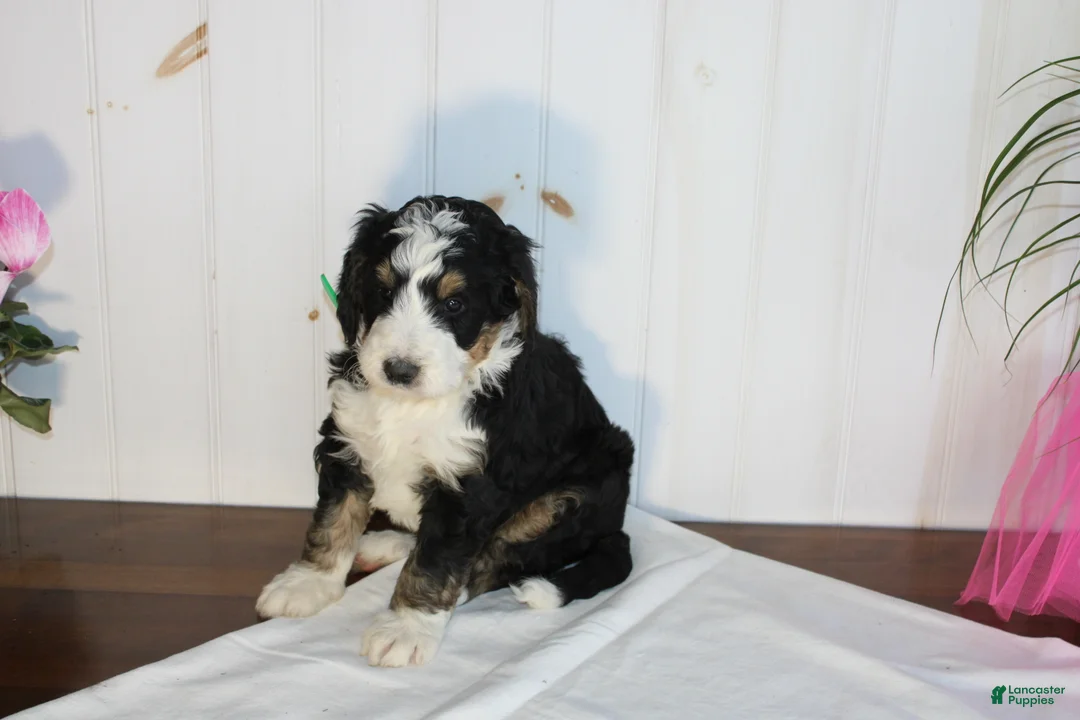 Bernedoodle dogs for sale: Cupid's Arrow - Ad 3