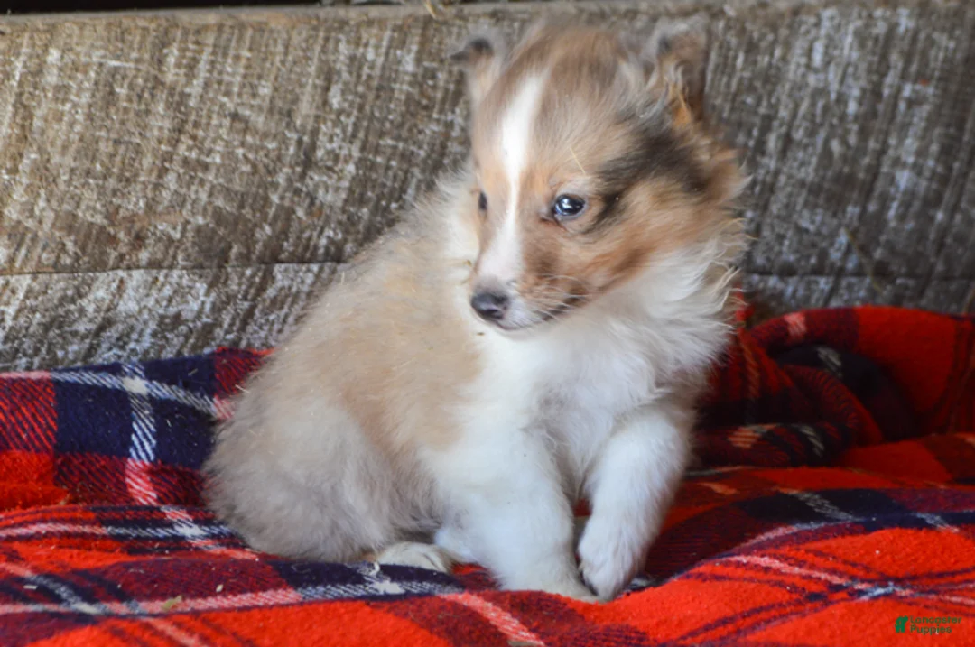Sheltiedoodle dogs for sale: Elliot - Ad 2