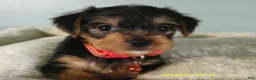 Yorkshire Terrier dogs for sale: Maverick-Orange - Ad 2