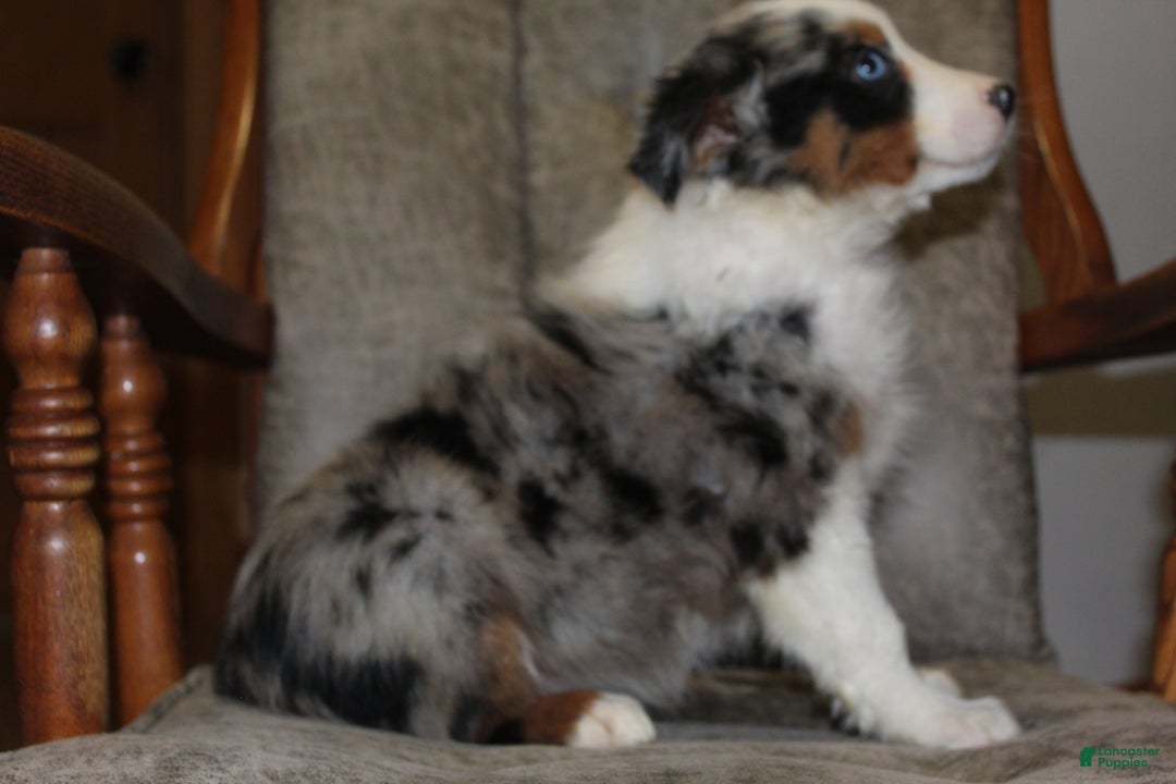 Australian Shepherd dogs for sale: Tiara - Ad 3