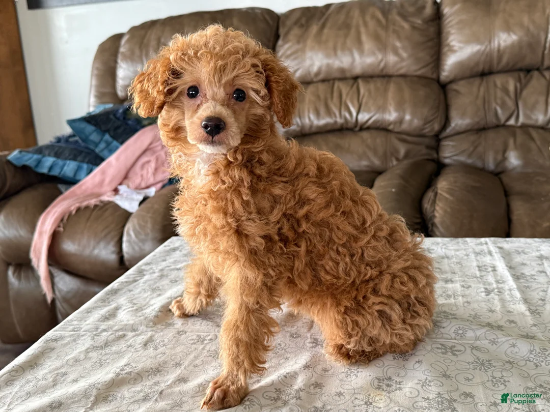 Miniature Poodle dogs for sale: Jackson - Ad 2