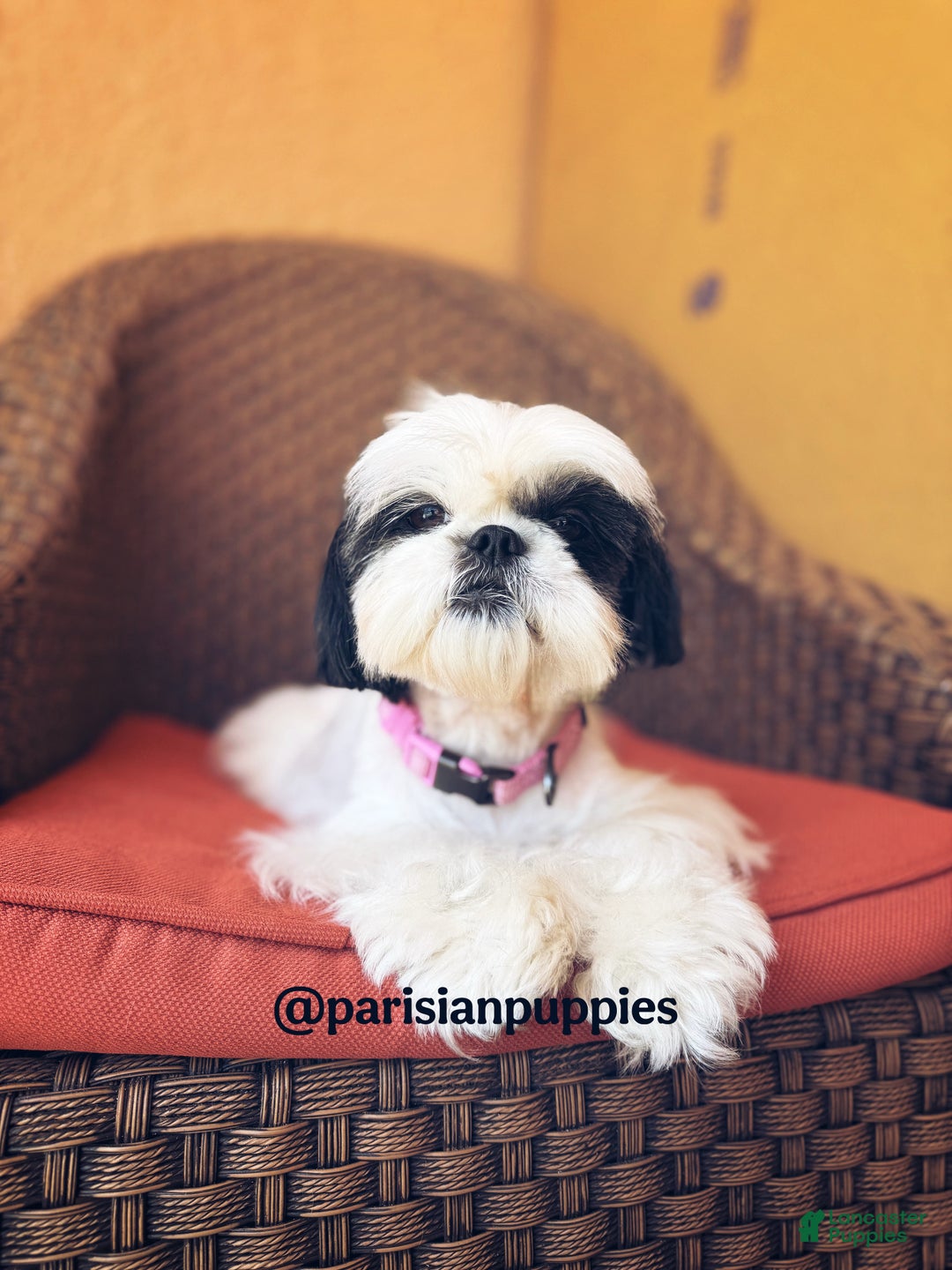 Shihpoo dogs for sale: Cedar - Ad 2