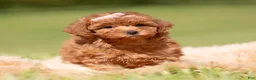 Toy Poodle dogs for sale: Scarlett AKC - Ad 3