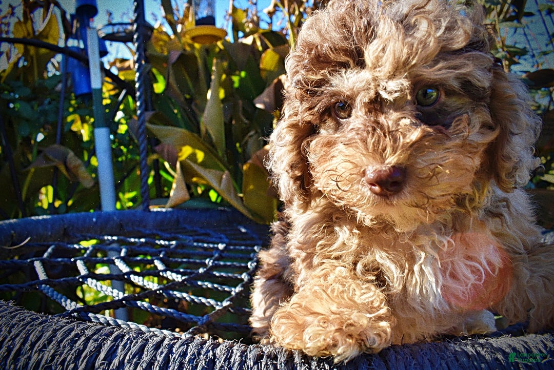 Havapoo dogs for sale: Jackson - Ad 2