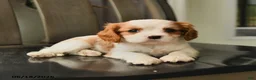 Cavalier King Charles Spaniel dogs for sale: Spirit - Ad 2