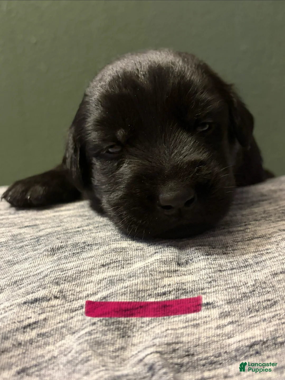 Mixed Breed dogs for sale: Belgian x Giant Schnauzer mix 8 dark pink collar - Ad 1