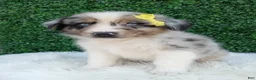 Australian Shepherd dogs for sale: Rubble - Ad 4
