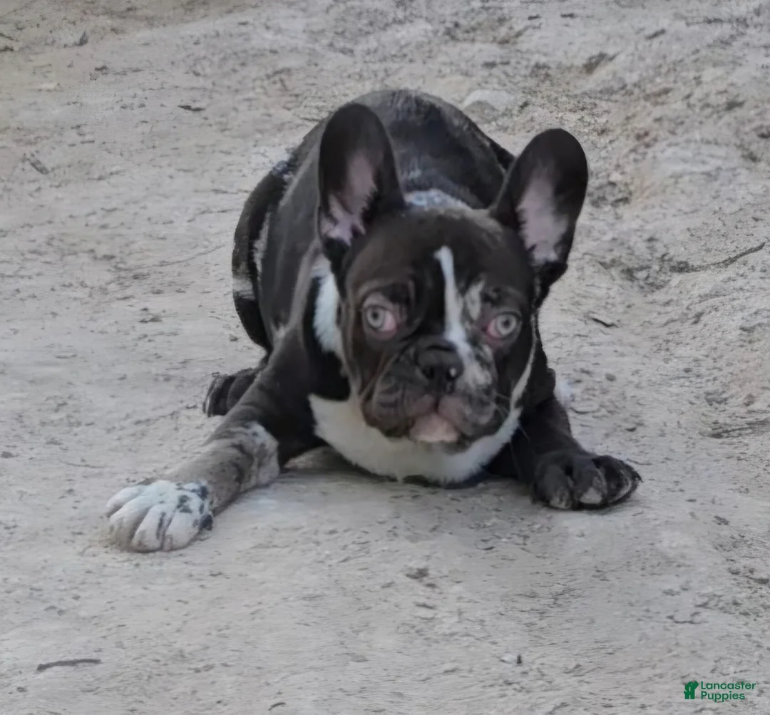 French Bulldog dogs for sale: French Bulldog Puppy 1 - Ad 9