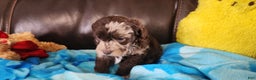 Shihpoo dogs for sale: Gideon - Ad 6