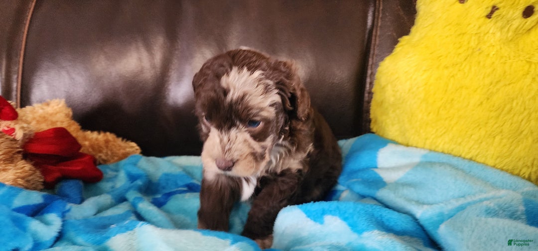 Shihpoo dogs for sale: Gideon - Ad 6