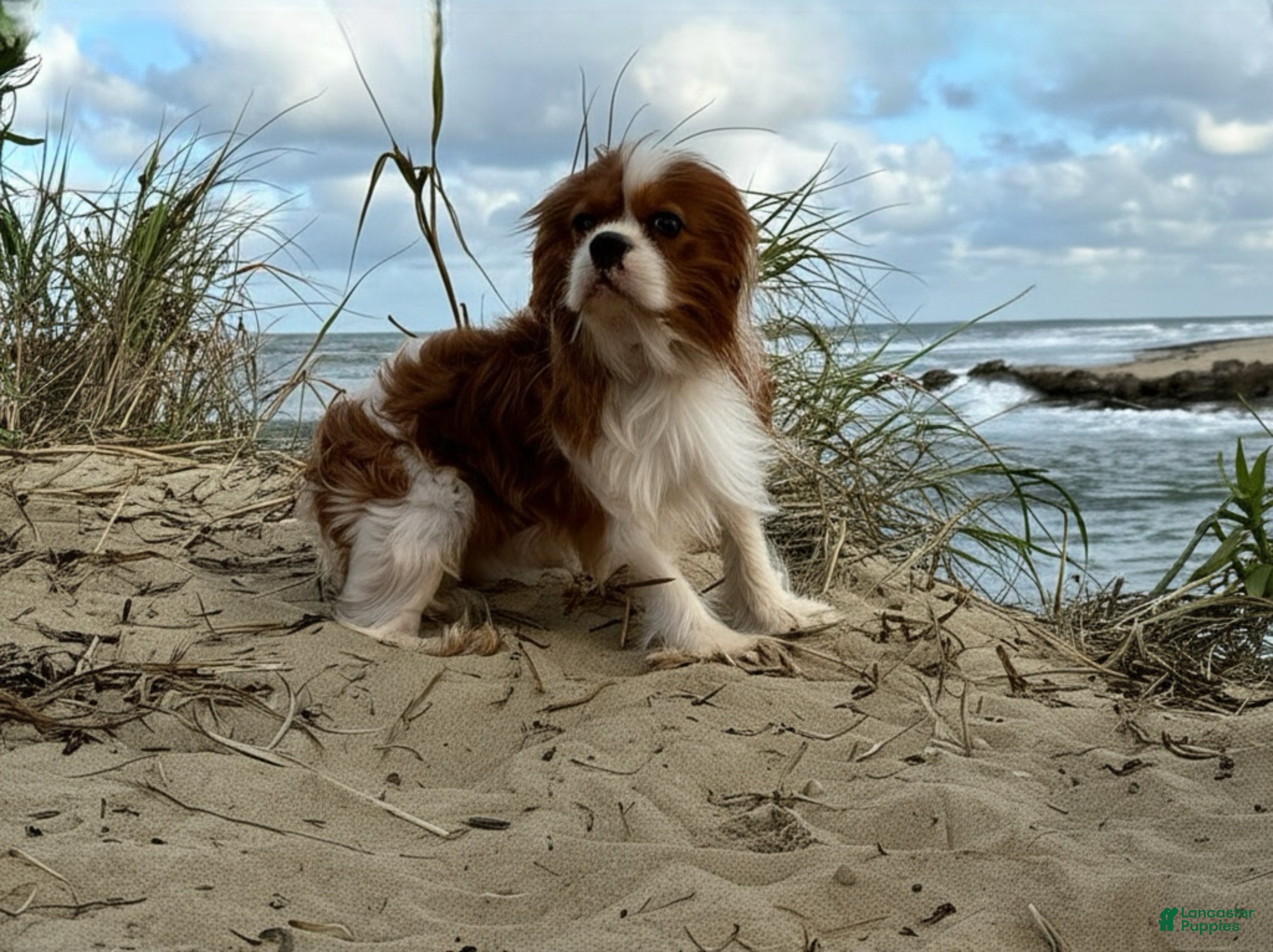 Cavalier King Charles Spaniel dogs Kai - Ad 18