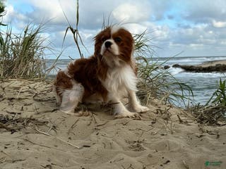 Cavalier King Charles Spaniel dogs Kai - Ad 18