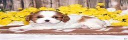 Cavalier King Charles Spaniel dogs for sale: Gunner - Ad 3