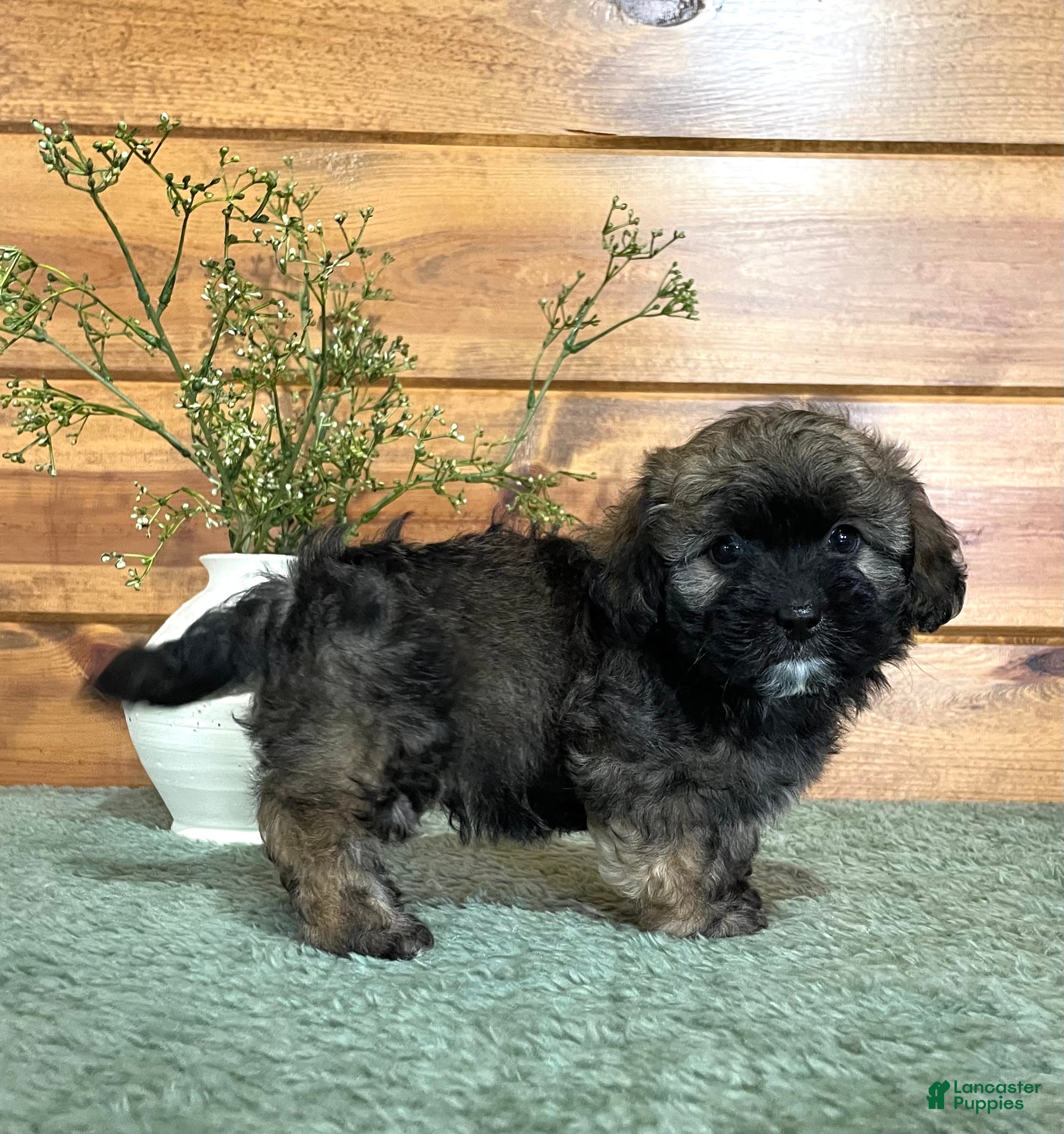 Shihpoo dogs Jason  - Ad 2