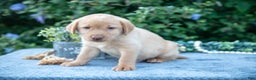 Labrador Retriever dogs for sale: Todd - Ad 3