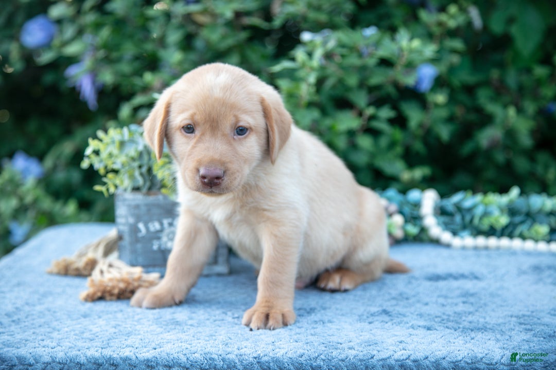 Labrador Retriever dogs for sale: Todd - Ad 3