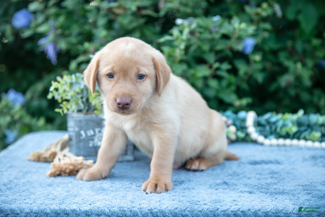 Labrador Retriever dogs for sale: Todd - Ad 3