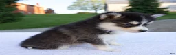 Pomsky dogs for sale: Marley - Ad 3
