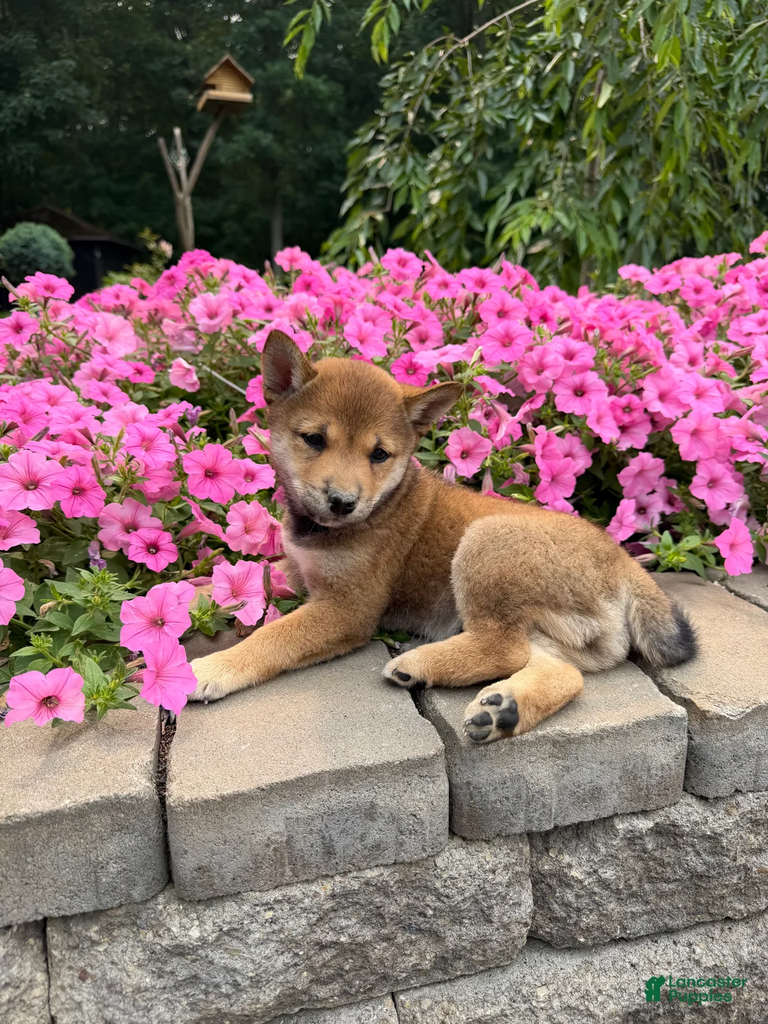 Shiba Inu dogs for sale: Shiba Inu 1 - Ad 1
