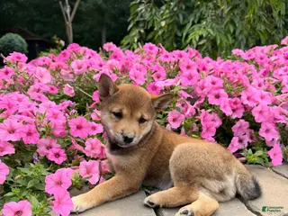 Shiba Inu dogs Shiba Inu 1 - Ad 35