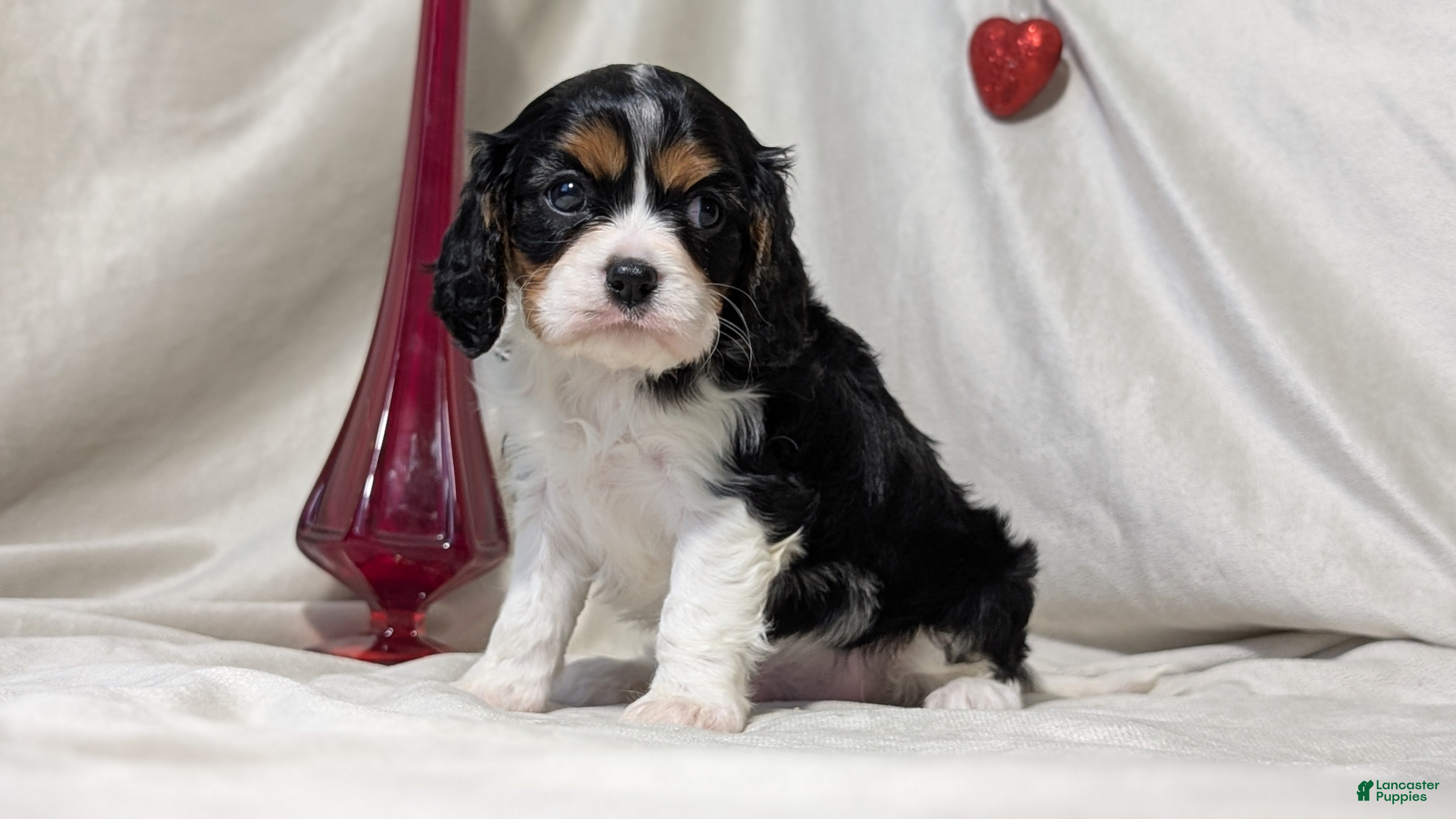 Cavalier King Charles Spaniel dogs Roscoe  - Ad 4