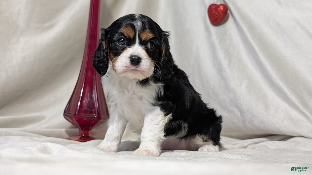 Cavalier King Charles Spaniel dogs for sale: Roscoe  - Ad 4