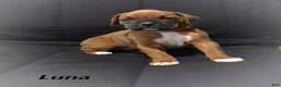Boxer dogs for sale: Boxer Puppy 1 - Ad 2