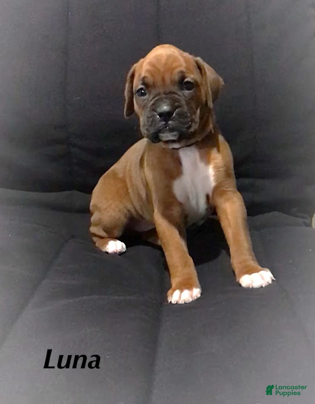 Boxer dogs for sale: Boxer Puppy 1 - Ad 2