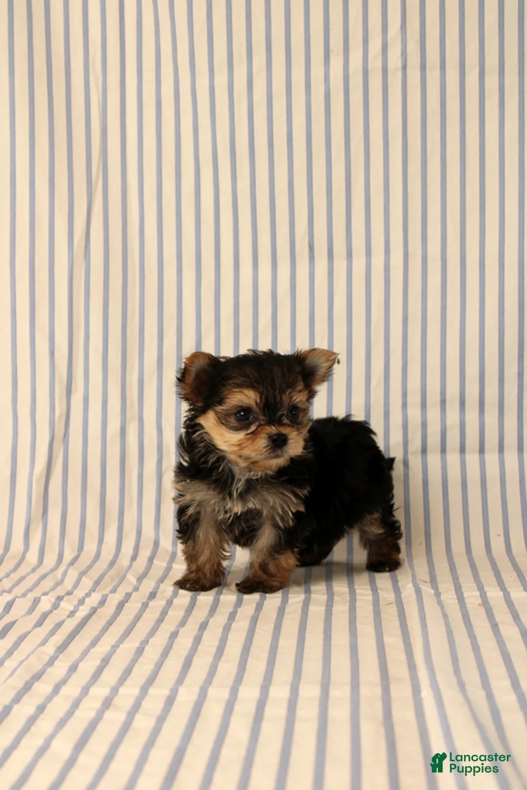Morkie dogs for sale: Barker - Ad 4