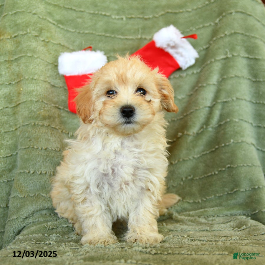 Mixed Breed dogs Stocking - Ad 14