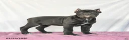 Cane Corso dogs for sale: Macaron - Ad 4